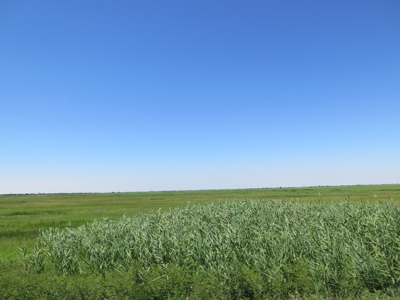 8 miles NE of Astrakhan, Russia 2014 (2)