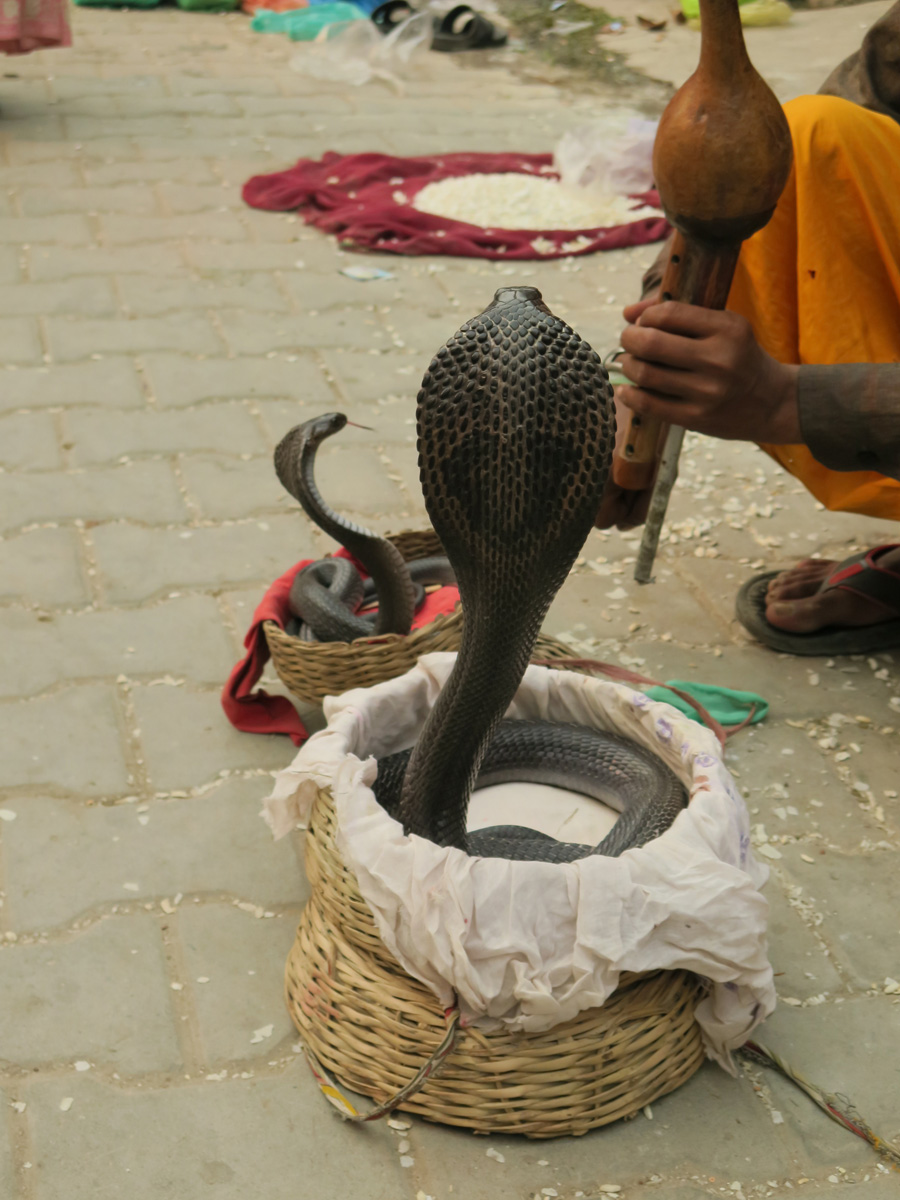 Lucknow, Snake charmers!