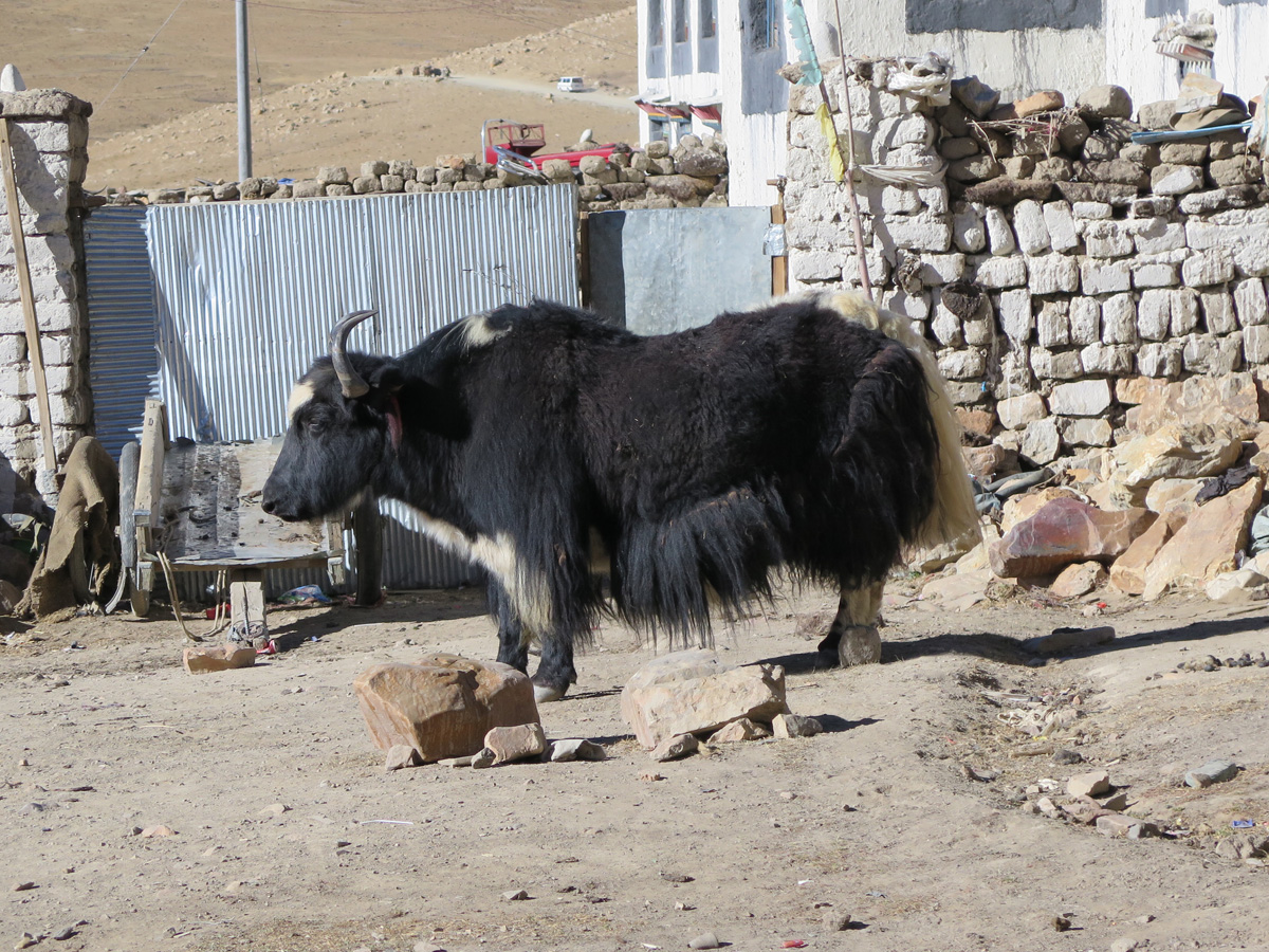 EBC to Zanghmu, Village Yak, 10 miles N of Rongbuk