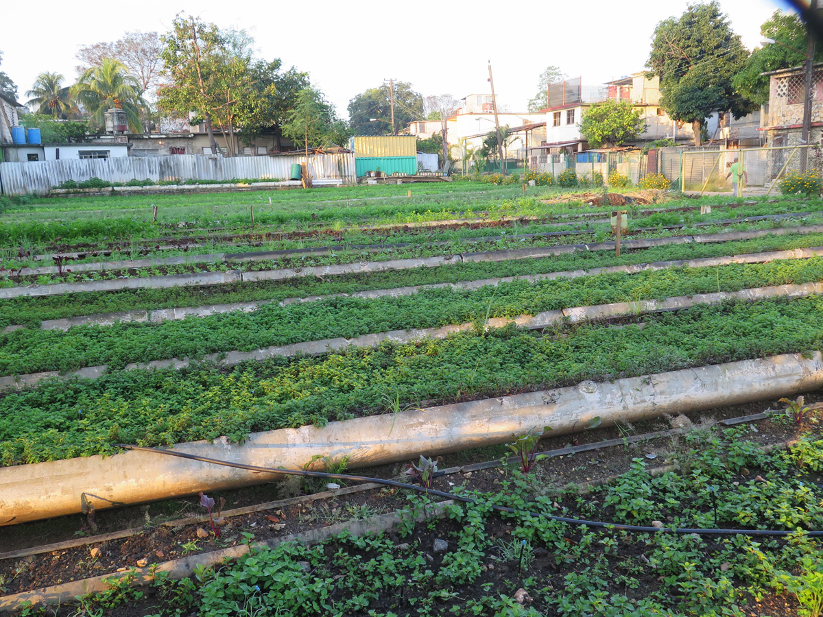 Plaza de la Revolucion, Allotments(?), Avenida Paseo