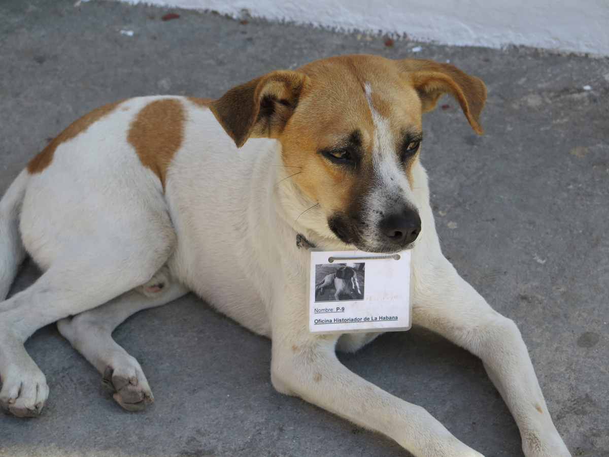 Old Havana, Oddly accoutered dog