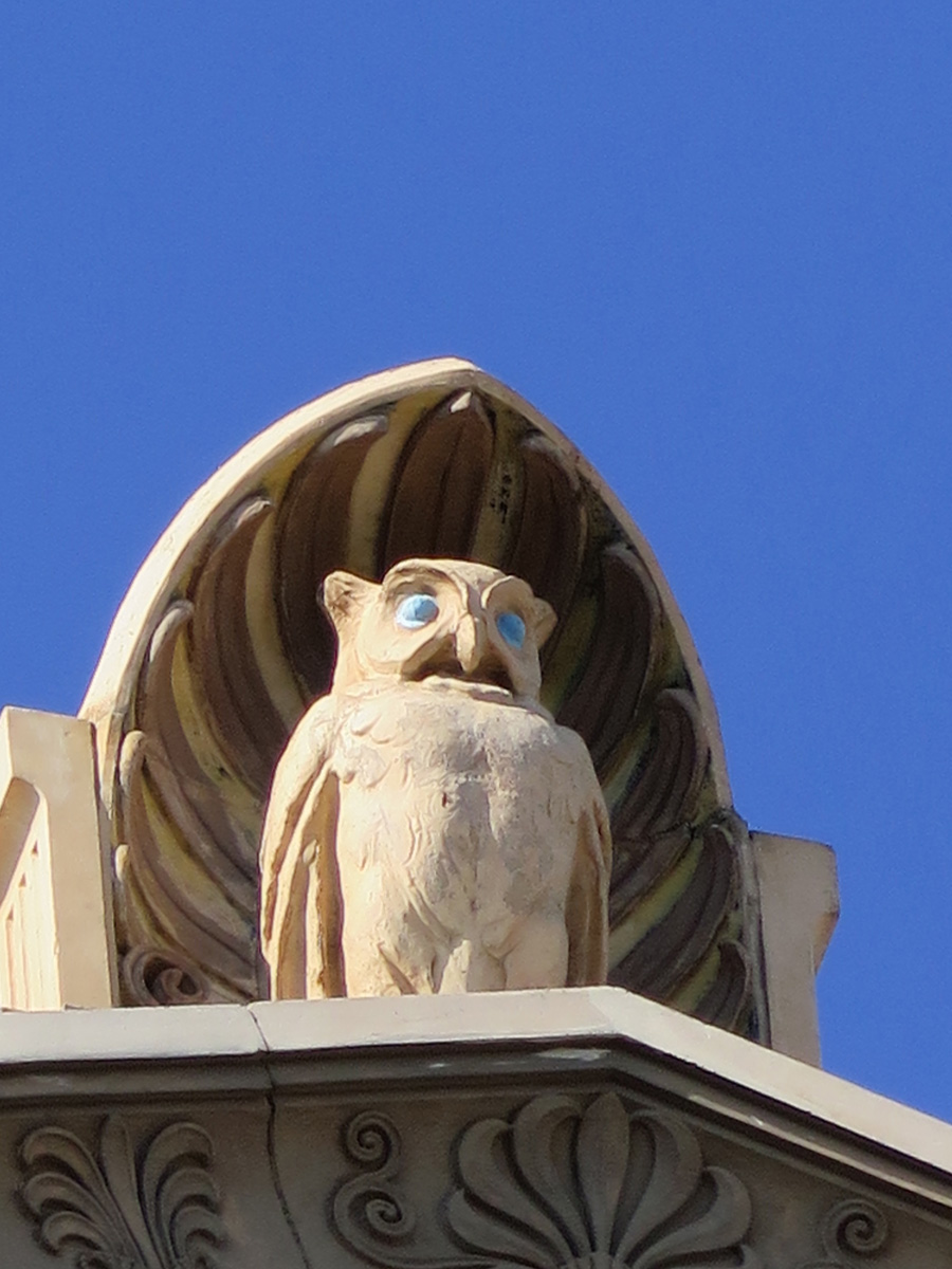 Around Havana, University of Havana owl