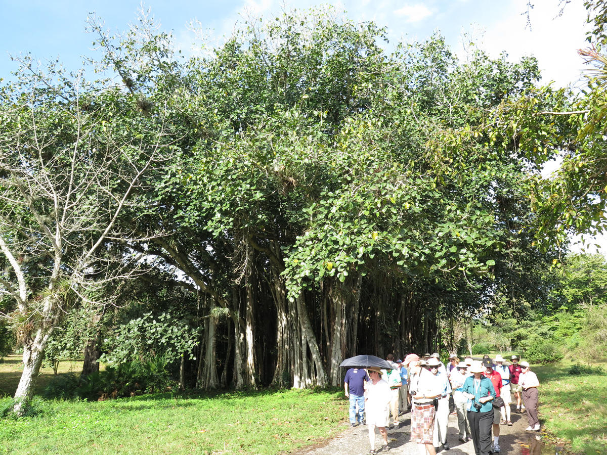 Cienfuegos, Cienfuegos Botanic Garden