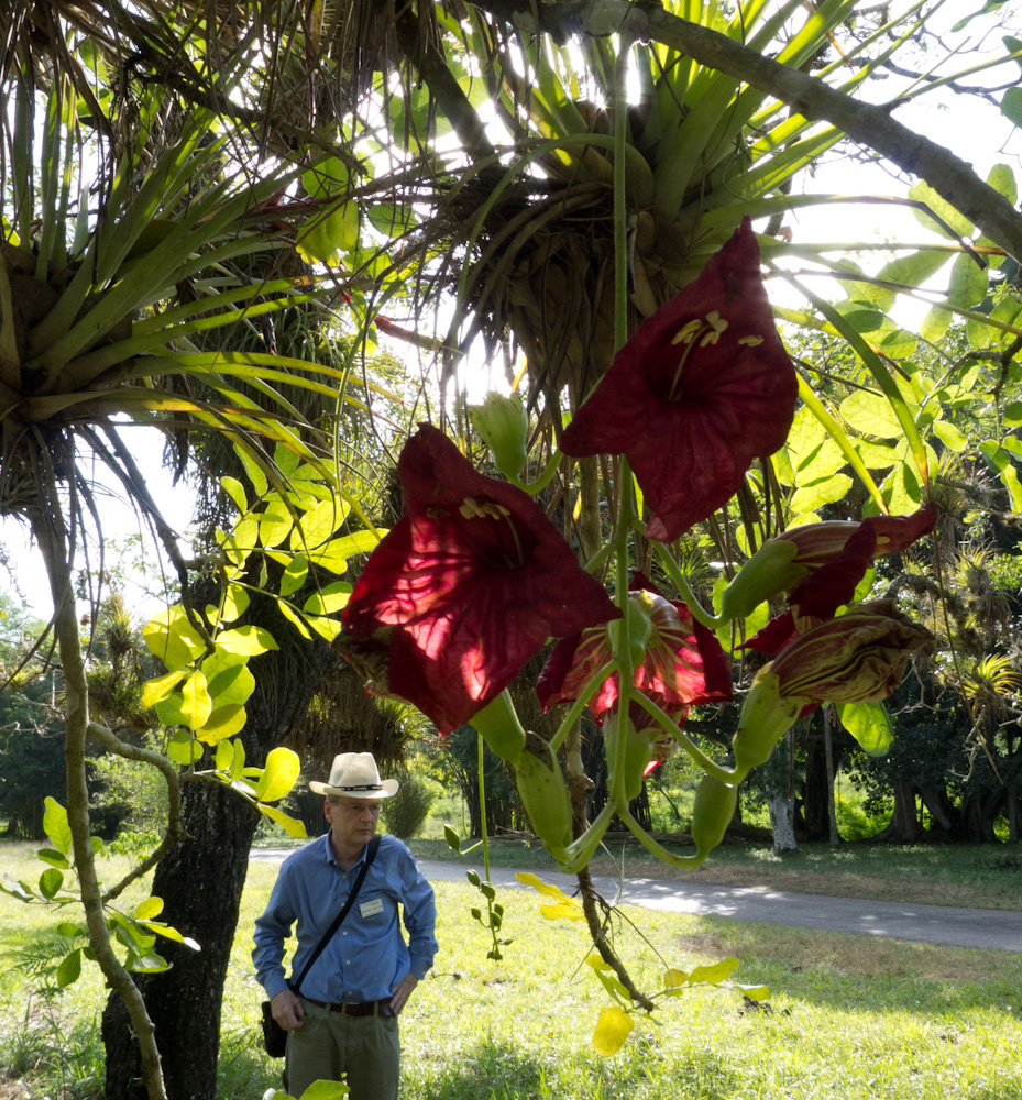 Cienfuegos, Scotsman at Cienfuegos Botanical Garden