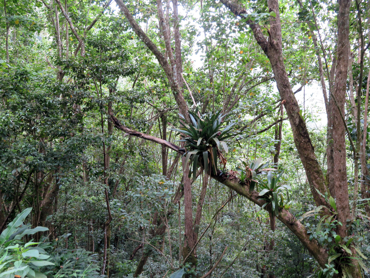 Blue Mountain Coffee Tour, Leafy walk