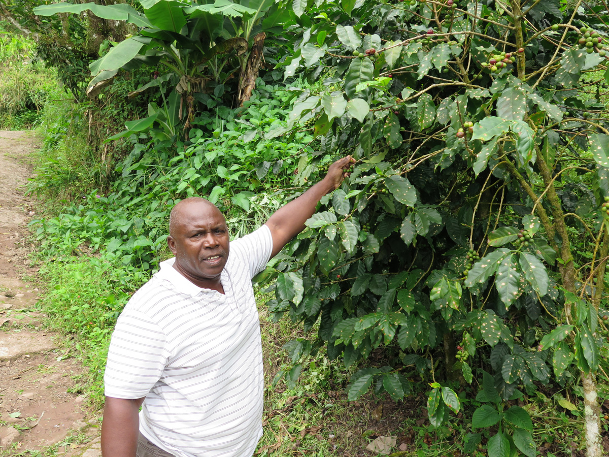 Blue Mountain Coffee Tour, Coffee plant + Guide