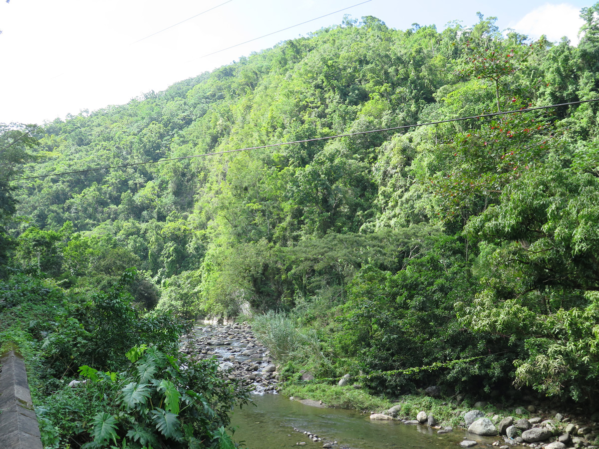 Blue Mountain Coffee Tour