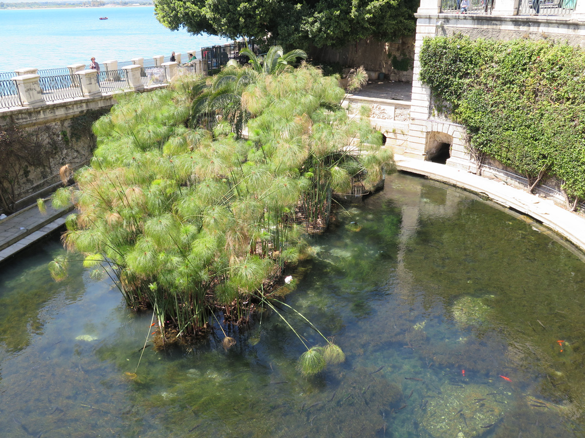 Syracuse, Aretusa fountain Supposedly a very ancient spring
