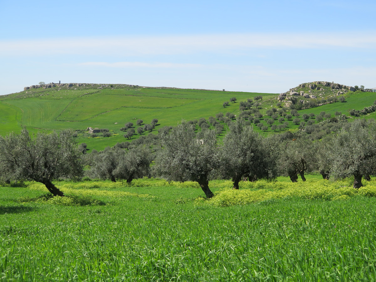 Dougga, Near Dougga