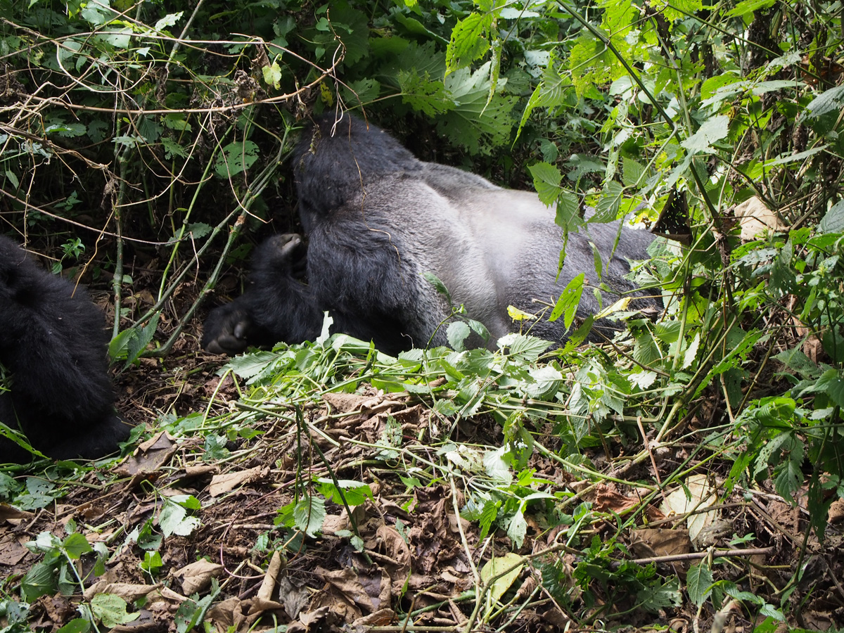 Bukima, First encounter with Mr Humba
