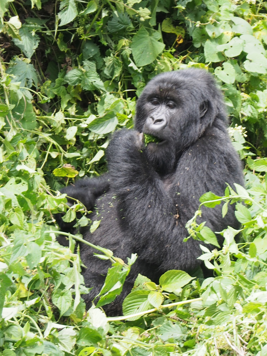 Bukima
