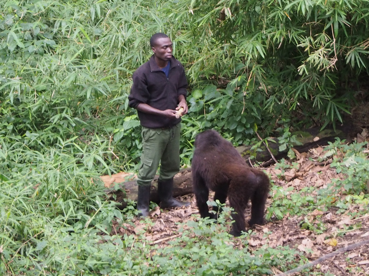 Bukima, Mikeno Lodge: Gorilla Sanctuary