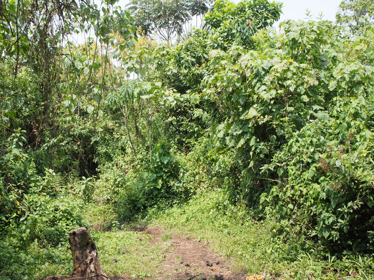 Nyiragongo, Ascending Nyiragongo