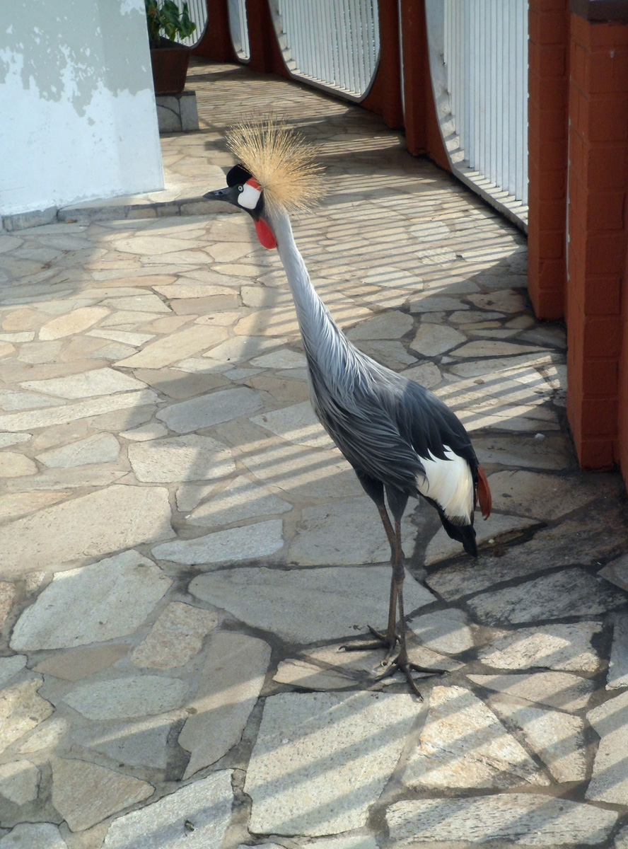 Goma, Distinguished guest at Ihusi Hotel