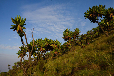 Photo courtesy of Adriena Vyzulov, Nyiragongo, DR Congo - 2015