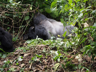 First encounter with Mr Humba, Bukima, DR Congo - 2015