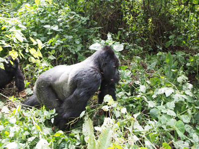 Bukima, DR Congo - 2015