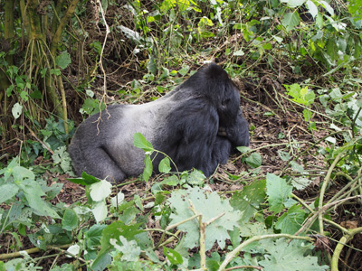 Bukima, DR Congo - 2015