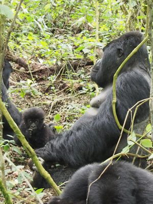 Bukima, DR Congo - 2015