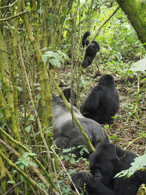 Bukima, DR Congo - 2015