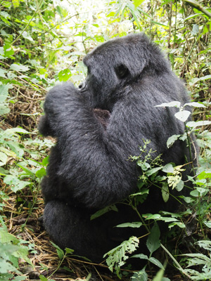 Bukima, DR Congo - 2015