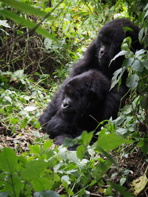 Bukima, DR Congo - 2015