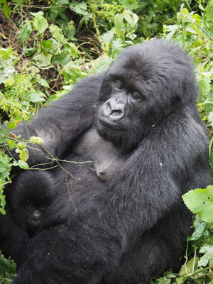 Bukima, DR Congo - 2015