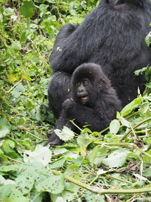 Bukima, DR Congo - 2015