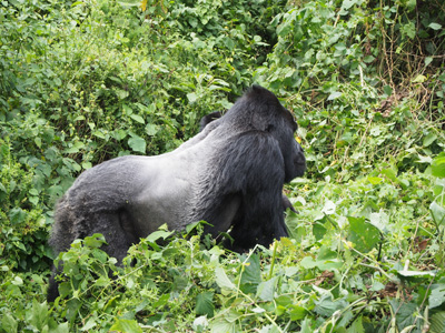 Bukima, DR Congo - 2015