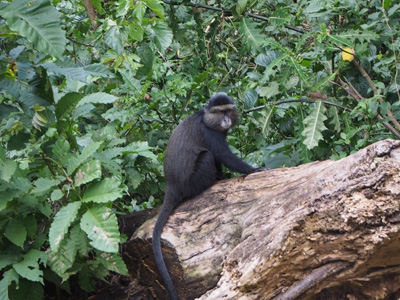 Mikeno Lodge, Bukima, DR Congo - 2015