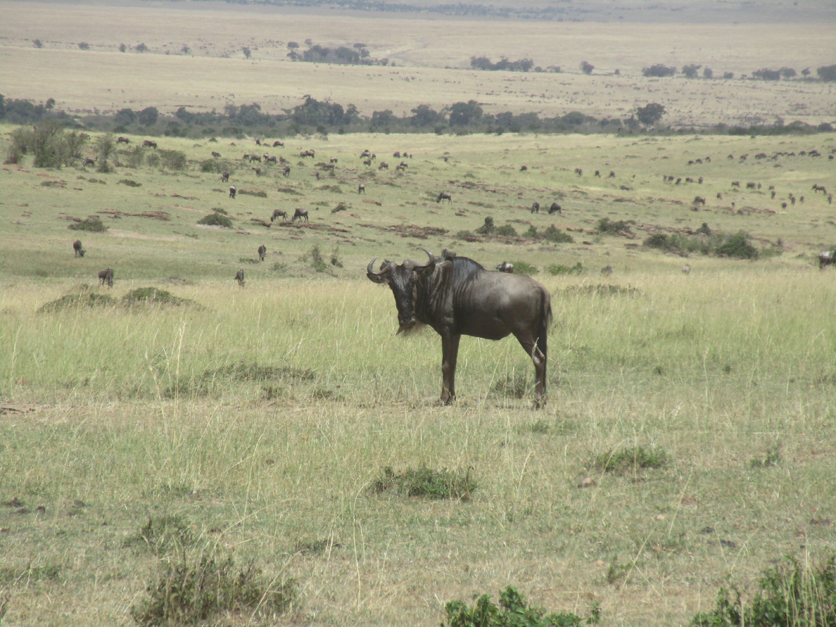 The Great Wildebeest Migration, Who are you looking at?