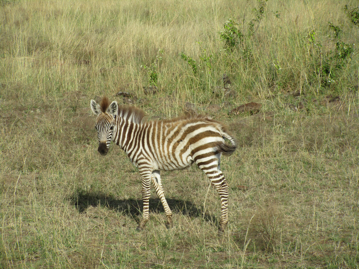 The Supporting Cast, Photogenic zebra foal