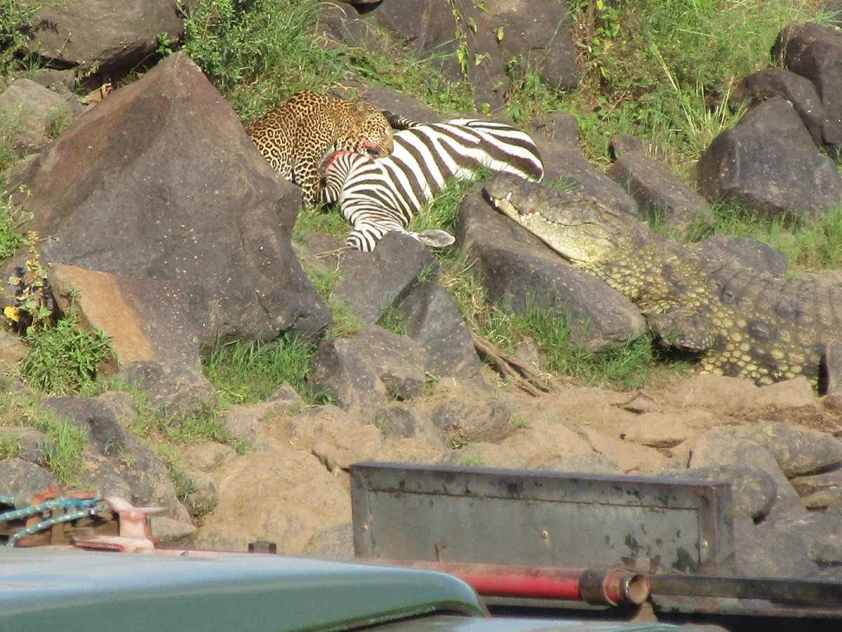 A zebra, a leopard and a crocodile