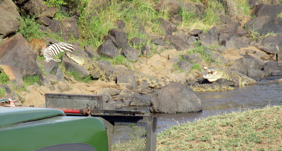 A zebra, a leopard and a crocodile