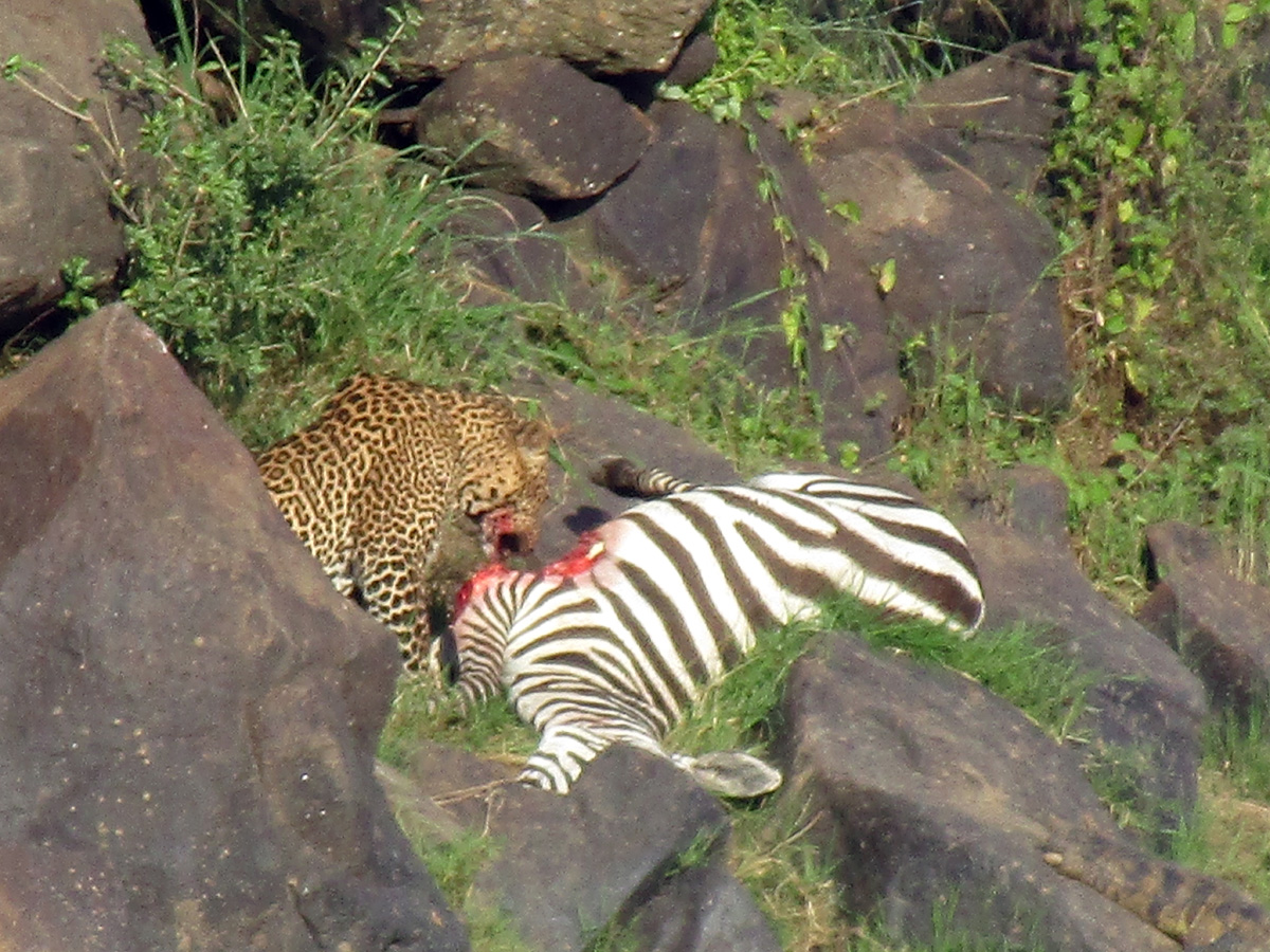 A zebra, a leopard and a crocodile