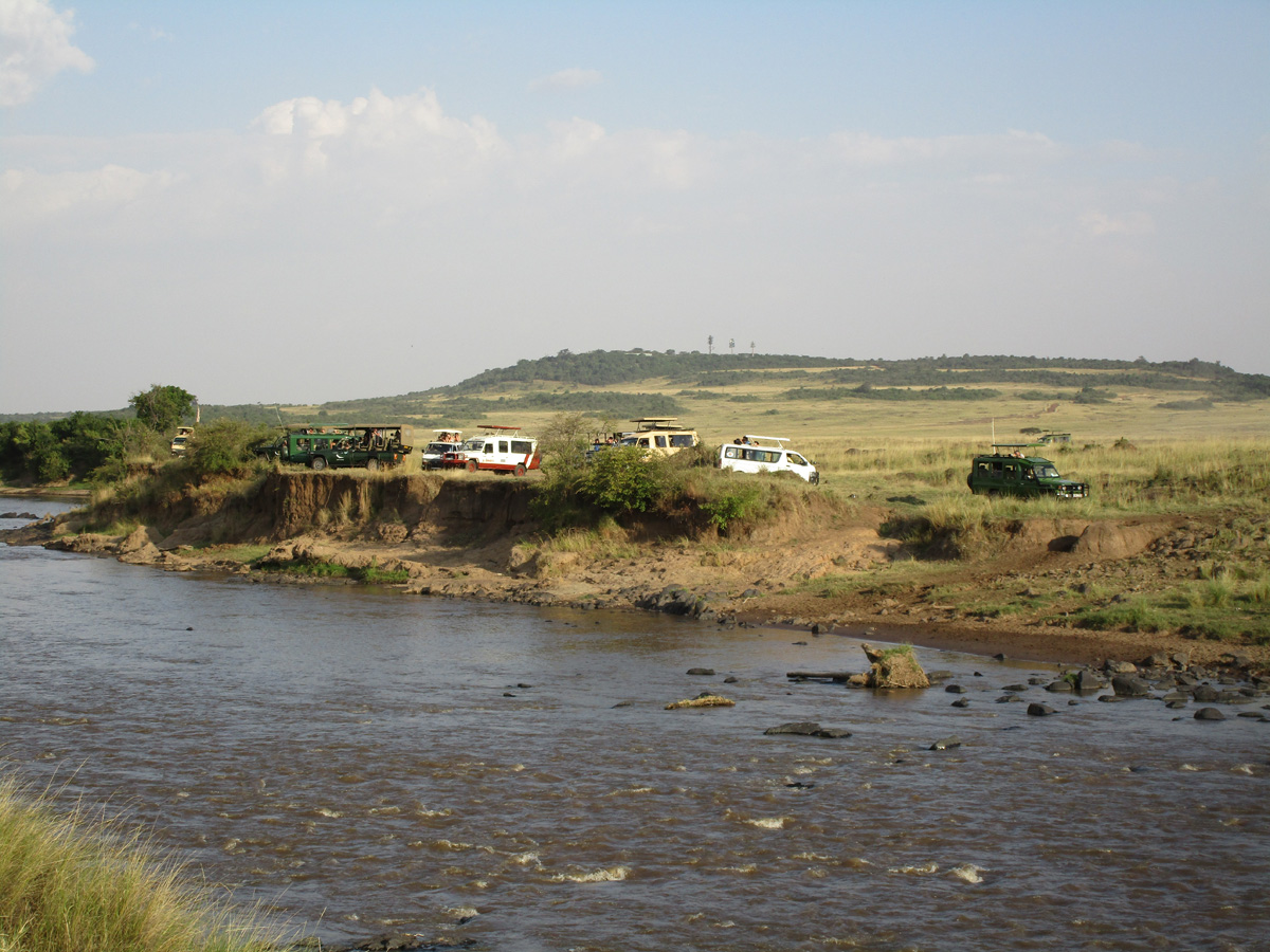 A zebra, a leopard and a crocodile