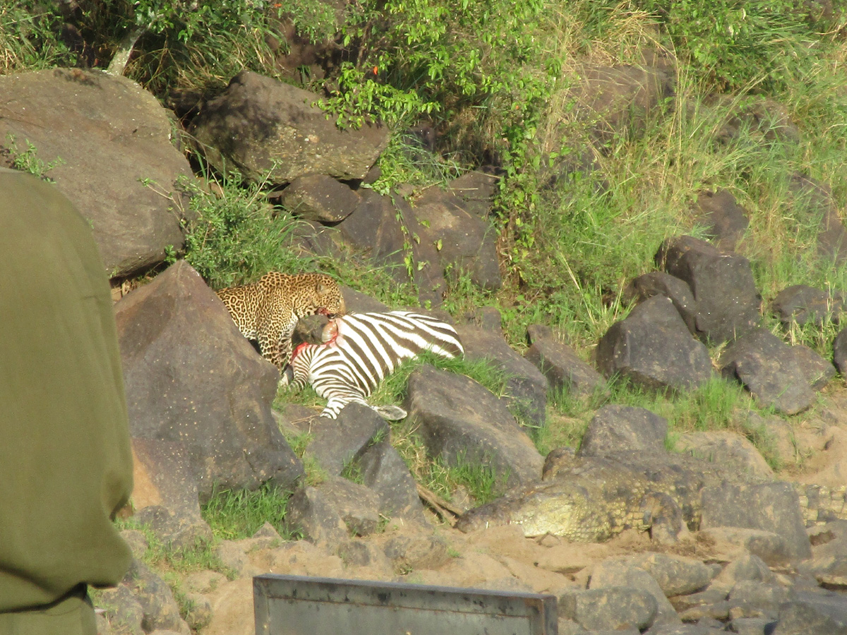 A zebra, a leopard and a crocodile