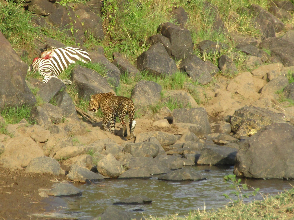 A zebra, a leopard and a crocodile
