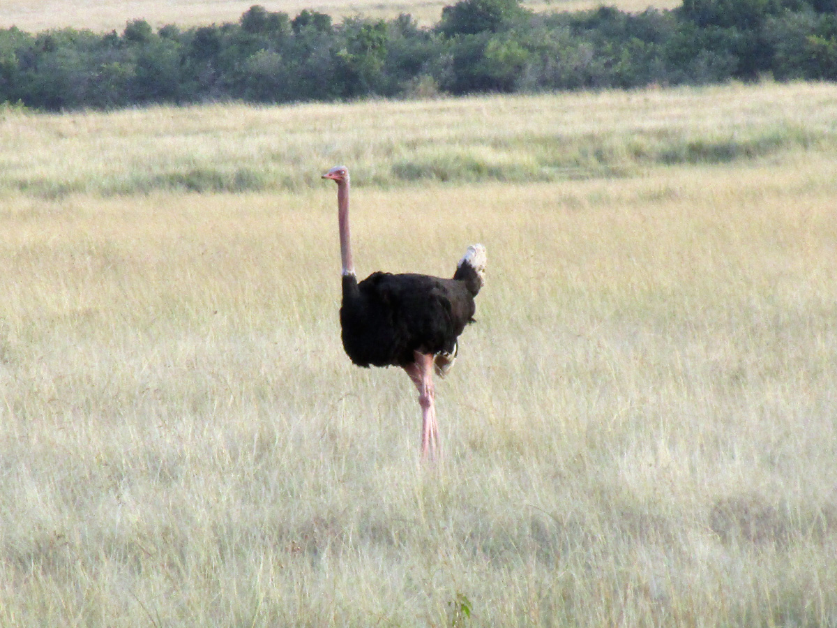 The Supporting Cast, Passing ostrich