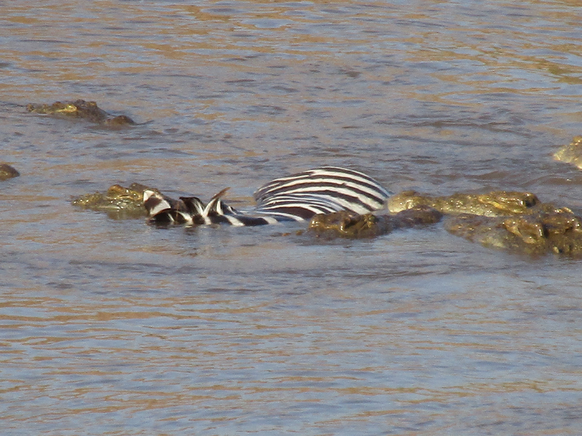 Zebra Crossings