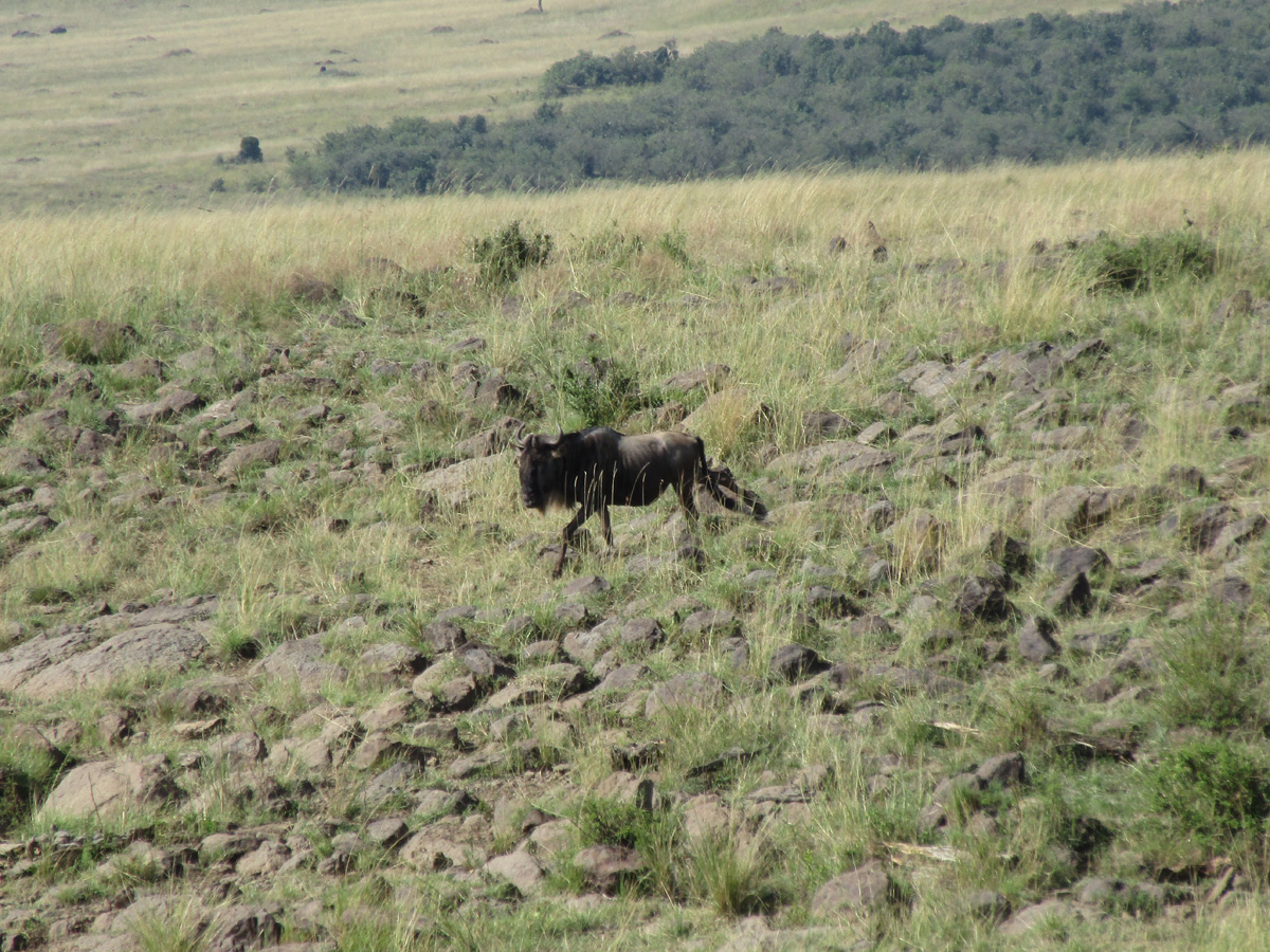 Zebra Crossings, Lone Wildebeest: bulling towards the crossing