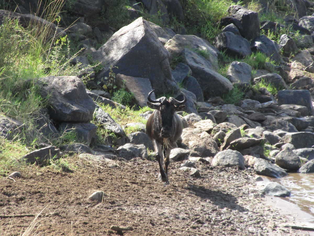 Zebra Crossings, Lone Wildebeest: Safely across!