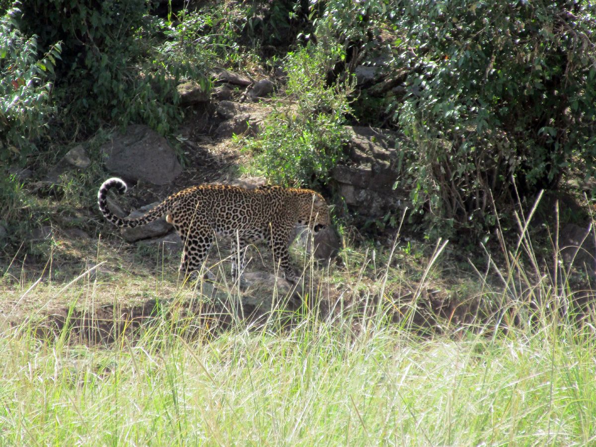 A zebra, a leopard and a crocodile, The leopard briefly resurfaced the following morning.