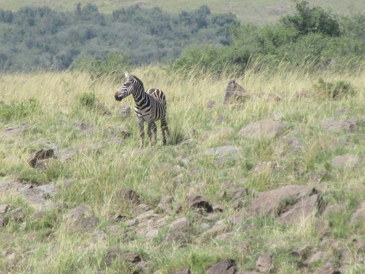 Zebra Crossings, "It