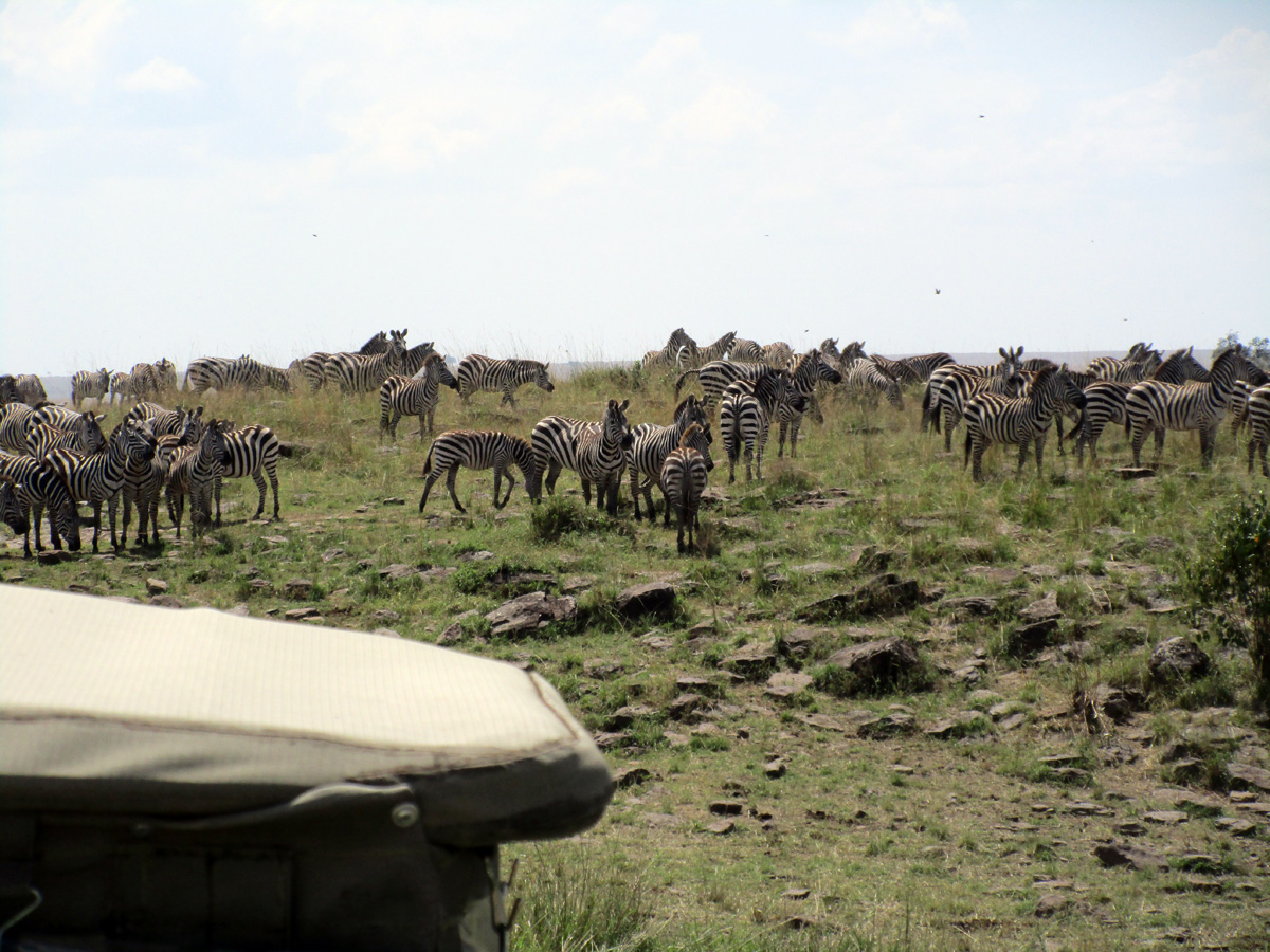 Zebra Crossings, Wait, why are all these guys massing up <i>behind</i> us?
