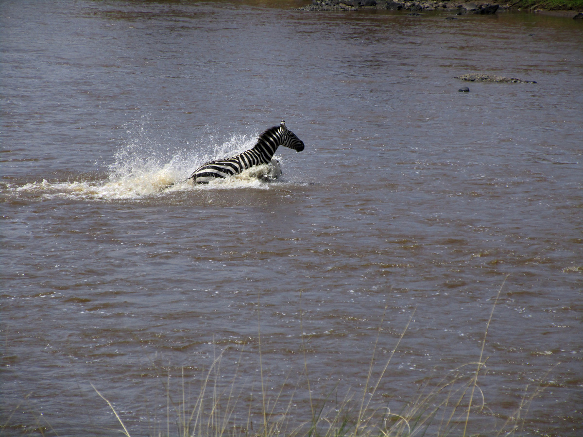 Zebra Crossings, Second guy, but the splashing => croc trouble
