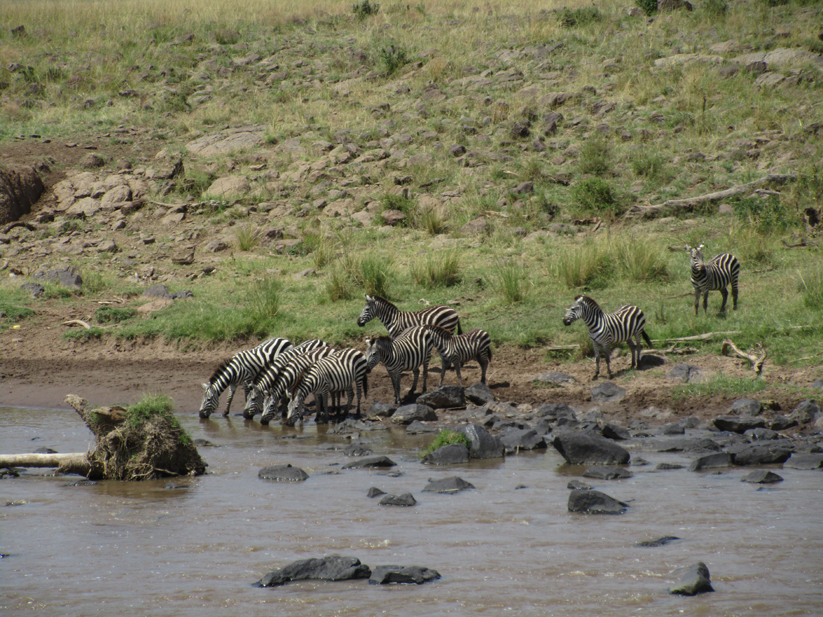 Zebra Crossings