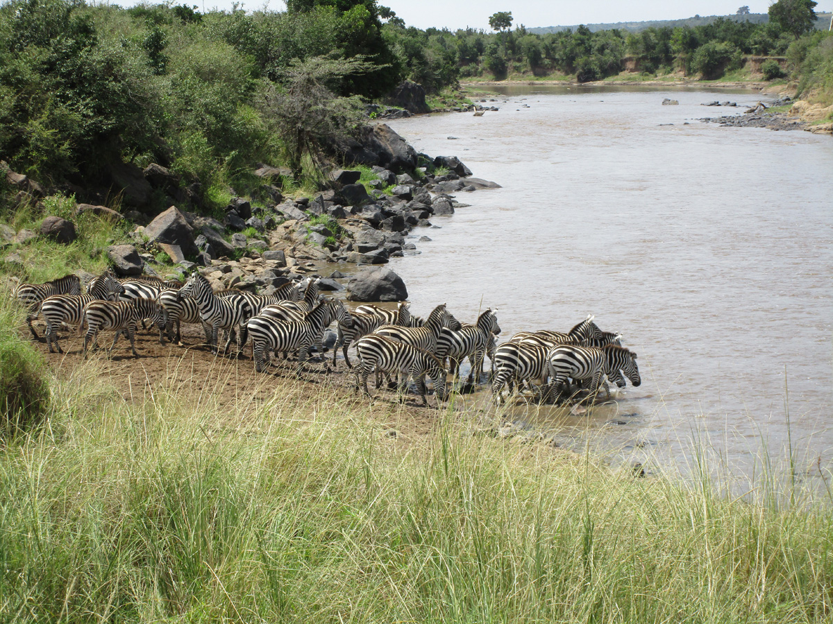 Zebra Crossings
