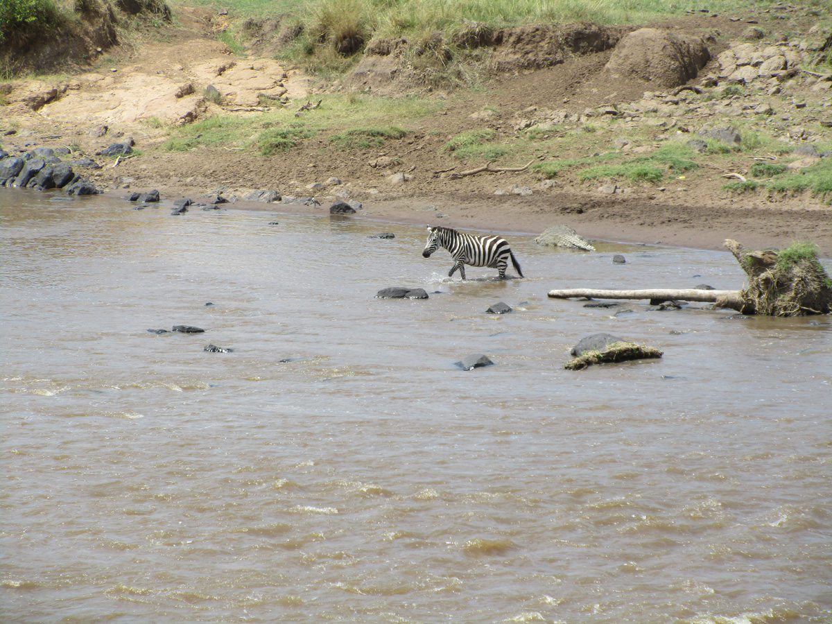 Zebra Crossings
