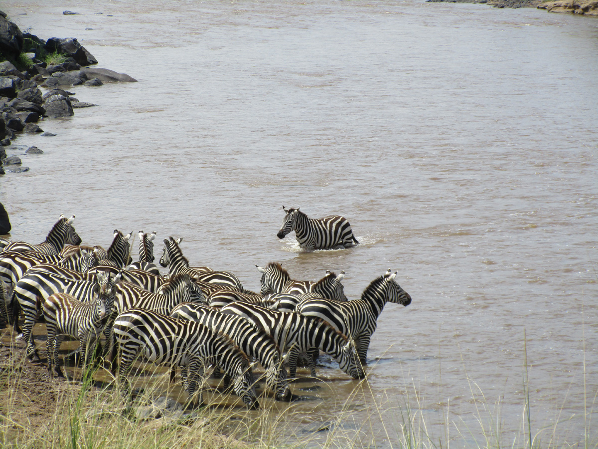 Zebra Crossings